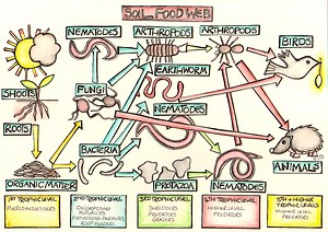 Soil Food Web In The Permaculture Garden