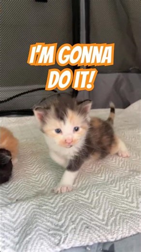 🌸Calico Maine Coon Kitten’s First Bold Steps #cute #kitty #kitten #cutecatshorts #mainecoonkittens