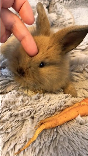 So cute! Baby rabbit crunching on his carrot #short