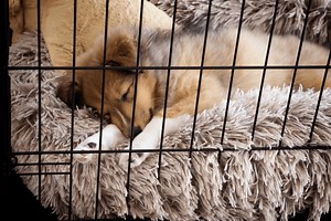 Diggs Revol Dog Crate vs. Fable Crate: Which Pick Is Best for Pooches?