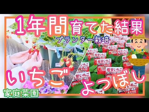 Strawberries / Planter cultivation / Results of growing for one year / Yotsuboshi / Home garden /...
