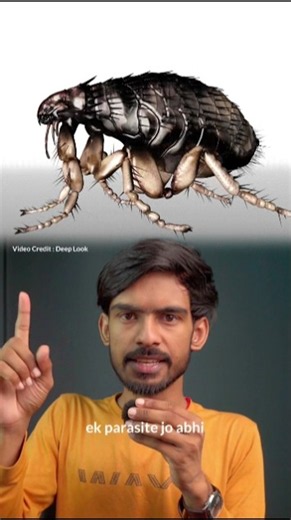 How Fleas Jump 200x Their Own Size? #Ajeethaina
