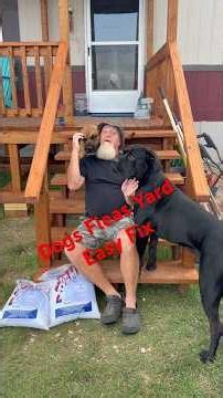 Dogs Fleas Yard Easy Fix #rescuedog #furbaby #pets #foryou #fyp #foryoupage