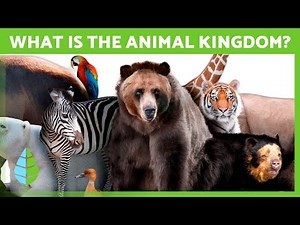 Animal Kingdom Explained 🐻 Facts, Features, and Types