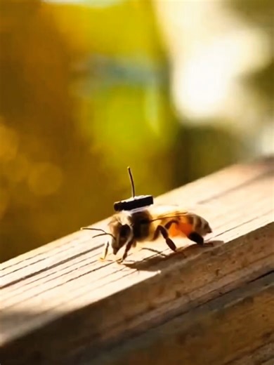 What does the world look like through the eyes of a bee? This rare POV footage follows a hardworking Honey Bee as it flies from flower to flower 🌸, collecting nectar and pollinating plants. Bees don’t see the world like we do—they can detect ultraviolet patterns on flowers, helping them find nectar that’s invisible to humans 🌈 😮 Fun Facts: ✨ Bees can visit hundreds of flowers in a single trip ✨ They communicate using a unique “waggle dance” 💃 ✨ Pollination by bees supports a huge portion of 