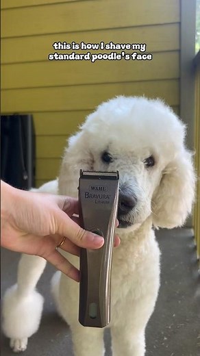 How To Shave A Poodles Face