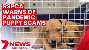 12K views · 28 reactions | The RSPCA has issued a stern warning to Australians looking to adopt puppies from online breeders, after a 400% increase in scams during the pandemic. $1.6 million has been lost since 2019 to online scammers pretending to sell puppies to would-be owners. The RSPCA suggests that all new owners should use trusted breeders, adoption programs and see the dogs before making a payment. 7NEWS at 6pm. #7NEWS | 7NEWS Brisbane | Facebook