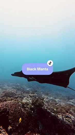 Discover the Rare Melanistic Manta Ray in Nusa Penida