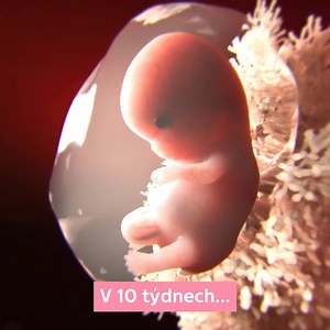 20K views · 1K reactions | Naše dokonale navržená aplikace zahrnuje všechny důležité informace, které Vás budou provázet den po dni i týden po týdnu Vaším těhotenstvím. Začněte objevovat již dnes! | Pregnancy+ App | Facebook