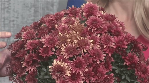 Care and Management of Potted Mums for the Fall Season | Talk of Alabama | 10.17.2025