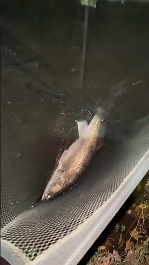 Big Zander caught on a roach deadbait live cam #fishinguk #zanderfishing #silesiancarpuk #fishing