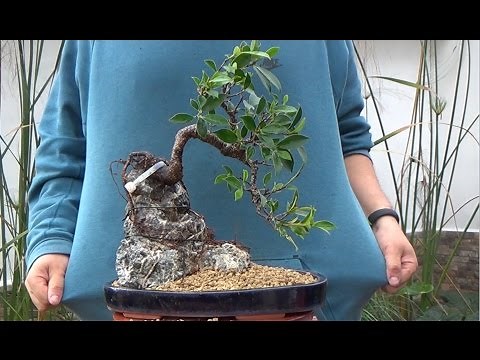 Who to to a Bonsai on a rock - Part practice.