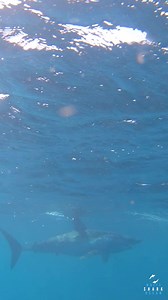 49K views · 2.2K reactions | Mako Shark In Crystal Clear Water #makoshark #shark #mako #sharkweek GoPro | White Shark Ocean | Facebook