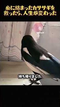 糸に絡まったカササギを救ったら、人生が変わった#カササギの恩返し #感動の実話 #野生動物と暮らす #鳥がくれた幸運 #命を救ったら #一万円札の奇跡