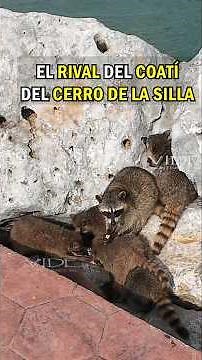 El Rival del Coatí del Cerro de la Silla; los Mapaches de las Escolleras de Tampico