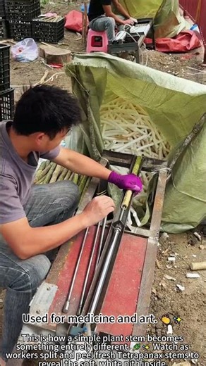 Extracting Pith from Stems – Satisfying 🌿✨