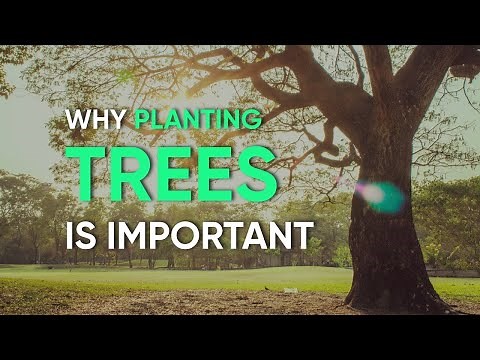 Why Planting Trees Is Important.