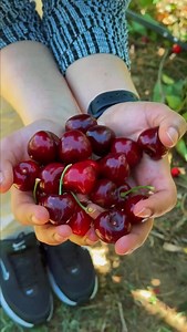 Cherry Picking in Sydney 🍒 | Twin Adventures in the Red Cherry Orchard There is something magical about cherry picking season in Sydney. We spent our day at TNT Produce in Bilpin, walking through rows of green trees shining with dark red cherries… and our twins enjoyed every moment. They ran between the trees, picked their own cherries, tasted them straight from the branch, and filled our basket with so much excitement. These small moments, tiny hands, big smiles, simple happiness, make days li