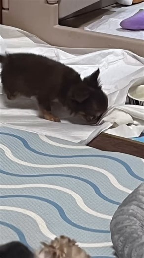 悪戯っ子全開 可愛い可愛い🩷🩷 破壊力ゼロ 仔犬らしく沢山遊ばう | Dog Shelter