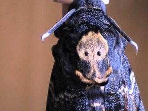 Acherontia Atropos, falena "testa di morto"