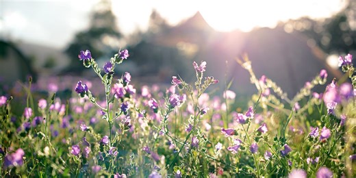 Spring is 'fastest-warming' season in the UK — here's how it could impact nature