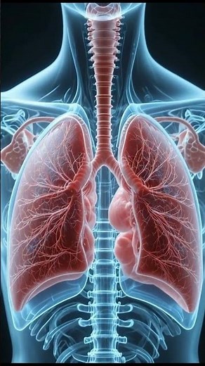 Every breath actively changes the mechanics inside your chest. |3D Animation|