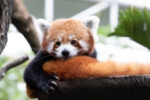 Grausamer Verdacht! Tier-Baby kurz nach Geburt in NRW-Zoo spurlos verschwunden