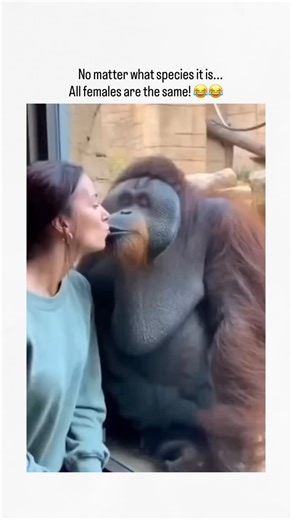2026newtrend on Instagram: "This Instagram reel shares a 10-second video of a woman kissing an orangutan through zoo glass, with a second orangutan glaring jealously, captioned to jest about universal female possessiveness across species. Engagement is strong at over 3,900 likes and 144,000 views in hours, fuelling replies that blend amusement with the relatable trope and accusations of AI generation due to odd limb proportions. Similar clips, often tagged as AI content, have gone viral recently