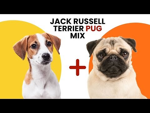 Jug - Jack Russell Terrier Pug Mix