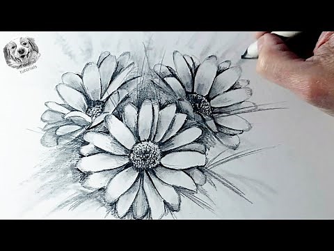 How to Draw realistic Daisy Flowers with Pencil | Easy Step-by-Step
