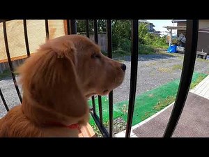 鳴き声 ゴールデンレトリバー「モナ」