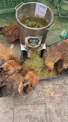 Efficient Poultry Farming with a Vegetable Chopper#ChickenFarm #DuckFarm