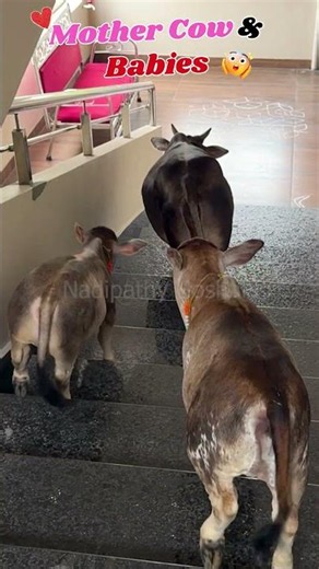 2 Feet Tall Cow?! 😲 World's Shortest Nadipathy Mother Cow & Baby #Shorts #littleradhe #youtube