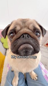 148K views · 43K reactions | So… what does the second one mean?  #pug #dog #dogsofinstagram #pugsofinstagram #WeeklyFluff | Loulou the pug | Facebook
