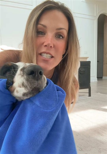 Bath time game changer! It’s so much easier to dry Billie with this towel… once I figured it out! Grab this super absorbent towel (I used to use 2 towels now I just use 1) down below👇🏻 #dogbath #dogmaintenance #dogstuff #bassethound #dogsoftiktok