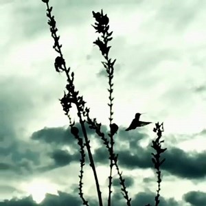 This morning's #hummingbird cameo... #CatalystCase #JoinTheAdventure | Kelli Klymenko