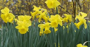 Close-up of a profusion of clumps of yellow daffodils (Narcissus pseudonarcissus) atop stems with green, lance-shaped foliage