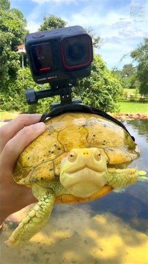 How do Turtle Eat So Fast? #shorts #turtle #facts