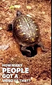 #WildTurtleWeek #EveryTurtleCounts You probably already know that turtles live for a long time. But did you know it also takes turtles a long time – often 10 years or more – to reach reproductive age? If they make it at all. Most hatchlings don’t survive because they are bite-sized snacks for predators. Adult turtles must reproduce for their entire lives to increase the odds that one of their offspring will also survive long enough to reproduce, and help sustain the population. For that reason, 