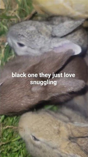 Raising Rabbits for Dog Meat: The Sustainable Solution