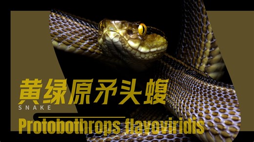 久米岛刺客 | 黄绿原矛头蝮 Protobothrops flavoviridis | 世界名蛇