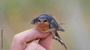 Close up of Welcome swallow in the hand of a bird bander after capture for research