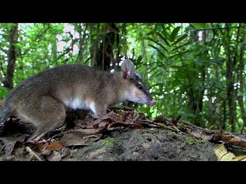 The Brown Four eyed Opossum