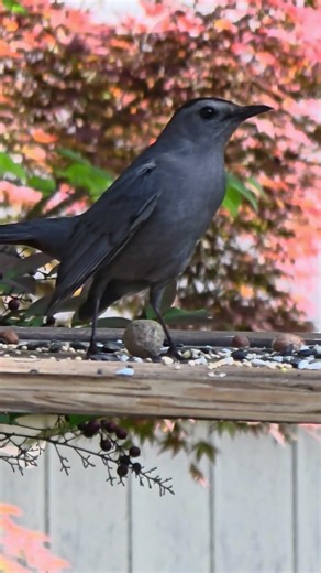 The First Gray Catbird Has Arrived
