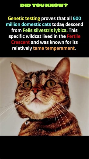 The Near Eastern Ancestor #cat #cute #cats #pets #catsofinstagram #catstagram #catlover #catoftheday