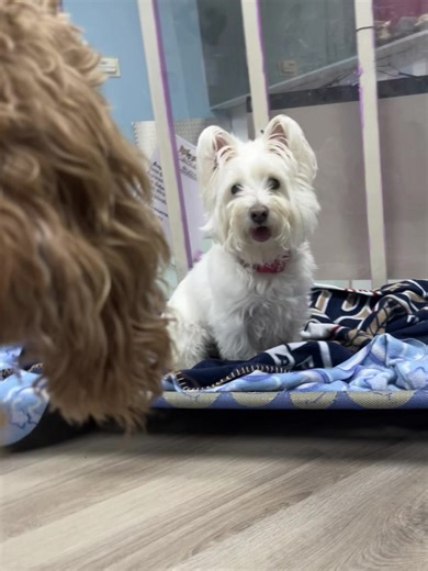 NPS- Doggy Daycare (Chloe) (@chloe.lily2001)’s videos with Cute Christmas - BabyVerse