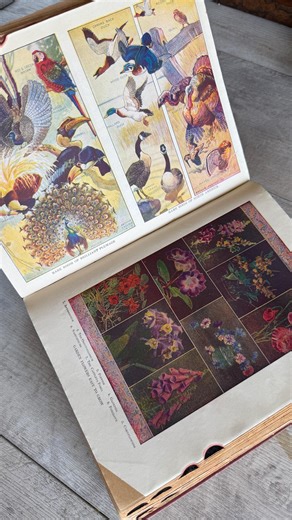 Antique 1945 Webster's Dictionary: Color Illustrations, Atlas & Reference - Etsy