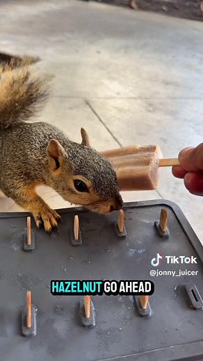 Nutsicles for Ground Squirrels: How to Make Vegan Nut Milk Treats