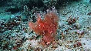 Rhinopias Aphanes Walks Slowly Along Bottom: video stock (100% royalty free) 1042574131 | Shutterstock