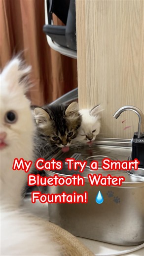 My Cats Try a Smart Bluetooth Water Fountain! 💧🐾 (So Cool!)